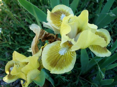 08.05.2008 iris6.jpg
