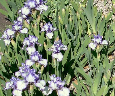 08.05.2008 iris5.jpg