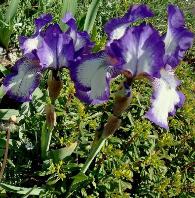 08.05.2008 iris3.jpg