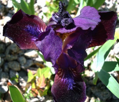 08.05.2008 iris2.jpg