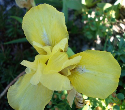 08.05.2008 iris1.jpg