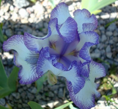 08.05.2008 iris.jpg