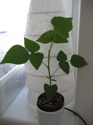 2 korallenstrauch.JPG