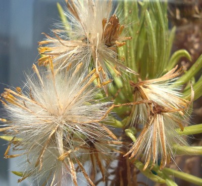 08.05.2008 senecio himalaya.jpg