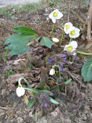 burusgalanthus.JPG