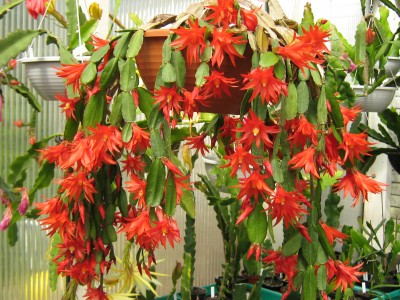 IMG_5590.JPG
