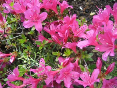 tn_neue Blumenbilder 004.JPG