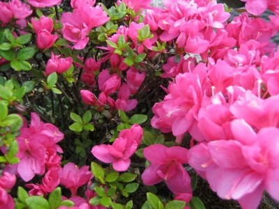 tn_neue Blumenbilder 001.JPG