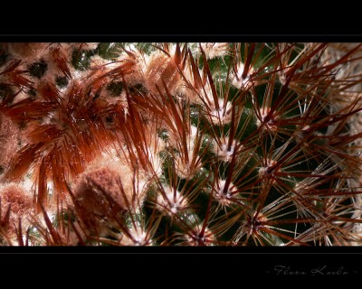 Untitled-8.jpg