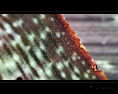 Untitled-6.jpg