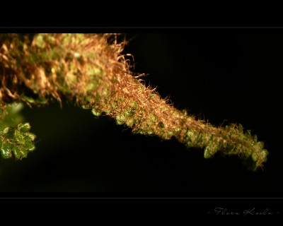 Untitled-19.jpg
