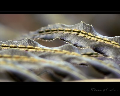 Untitled-17.jpg