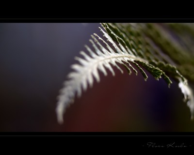 Untitled-16.jpg