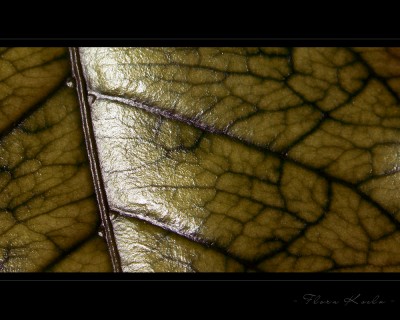 Untitled-14.jpg