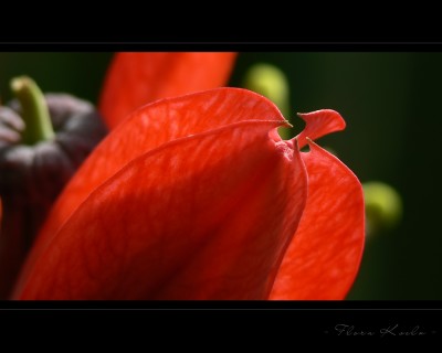 Untitled-13.jpg
