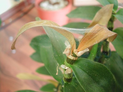 Orchideeneu.jpg