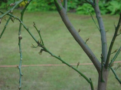 GrößenänderungKopie von Pfingsten 2008 047.jpg