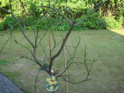 GrößenänderungPfingsten 2008 046.jpg