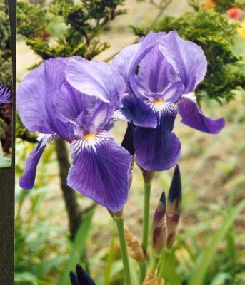 Iris 1 violett dunkel.JPG