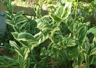 DSCF2856.JPG