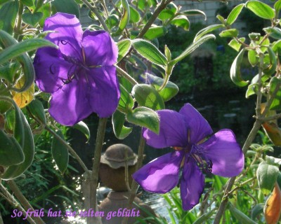 frühe Tibouchinablüten w.jpg