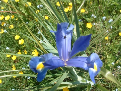 iris (1).JPG