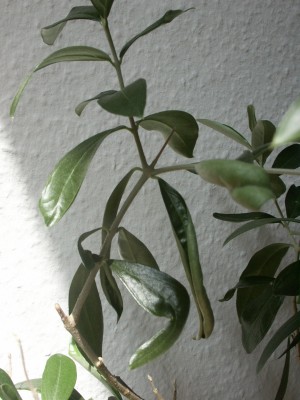 PICT0006.JPG