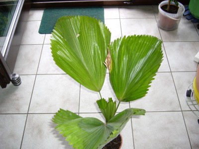 Palme 004.jpg