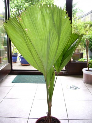 Palme 005.jpg