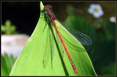 IMG_3014.JPG