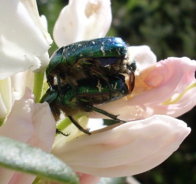 käfer2.jpg