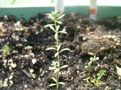 schatzkistenbabys 007.JPG