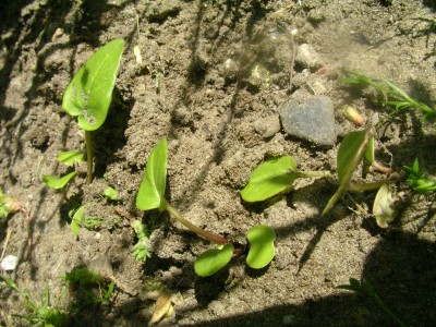 schatzkistenbabys 012.JPG