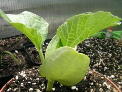 schatzkistenbabys 006.JPG