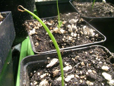 schatzkistenbabys 005.JPG