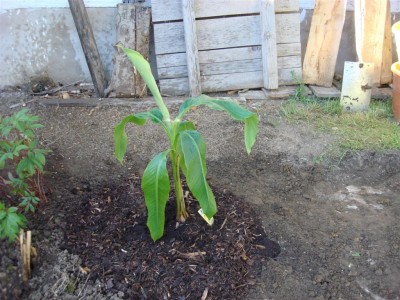 DSC00286 (Large).JPG