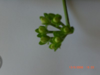 Neue Bilder 005.jpg