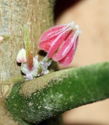 pinkeknospe.jpg