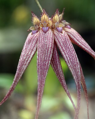 orchidee.jpg