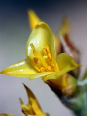 dykia.jpg