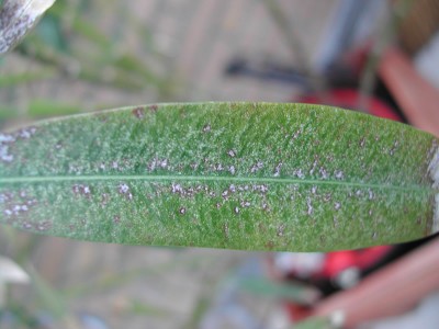 Oleander1.jpg