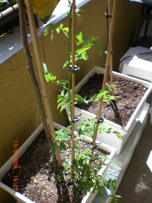 Neue Bilder 002.jpg