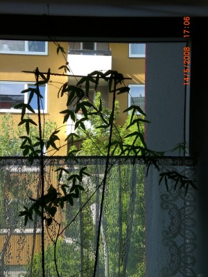 Neue Bilder 019.jpg