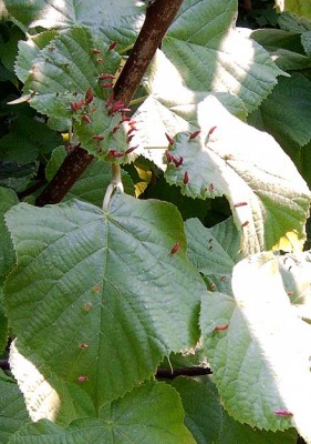 Buche 1.JPG