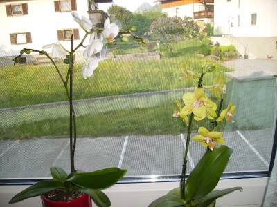 Pflanzen 021.jpg