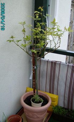 Rose 08 - April.JPG