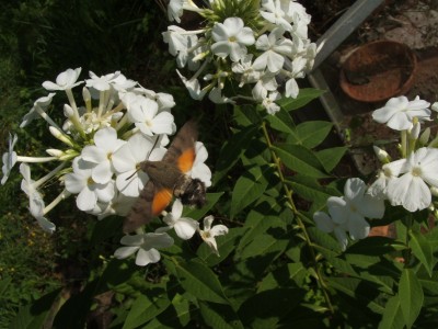 DSCF0861.JPG