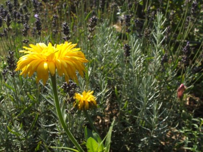 DSCF0863.JPG