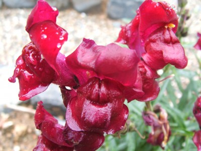 DSCF0942.JPG