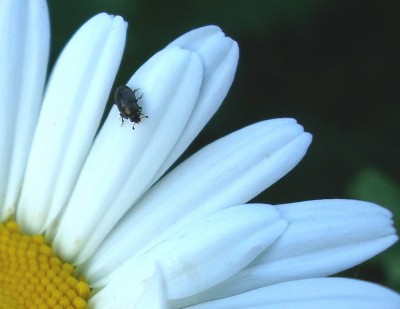 08.05.2008 wiesenmargarite.jpg